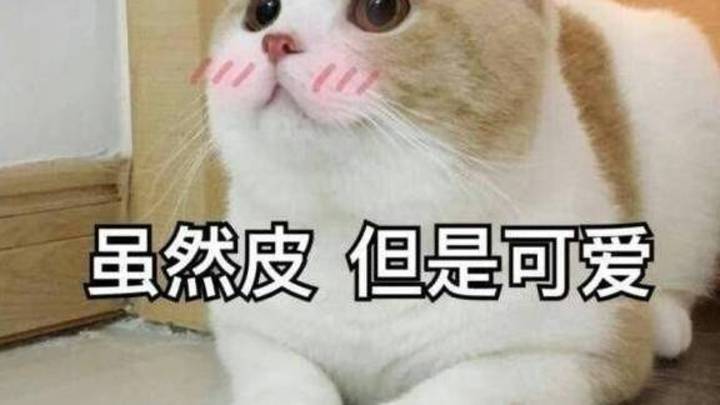 你根据什么给猫咪取名的?