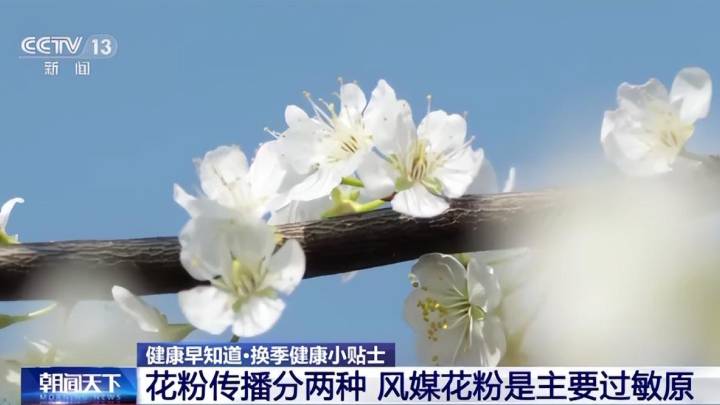 春季花粉过敏的元凶是什么?