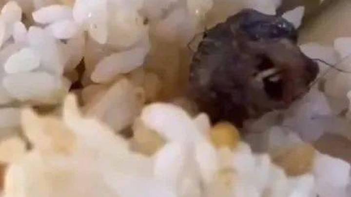吃了老鼠污染的食物,你会去医院就诊吗?