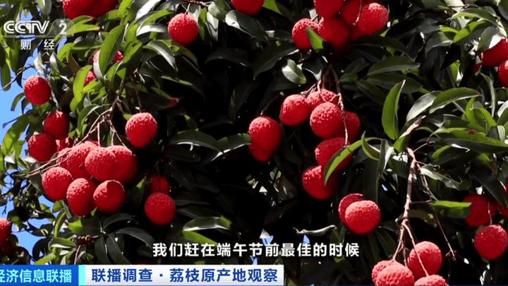妃子笑每斤快跌至3元,你还会买荔枝吗?