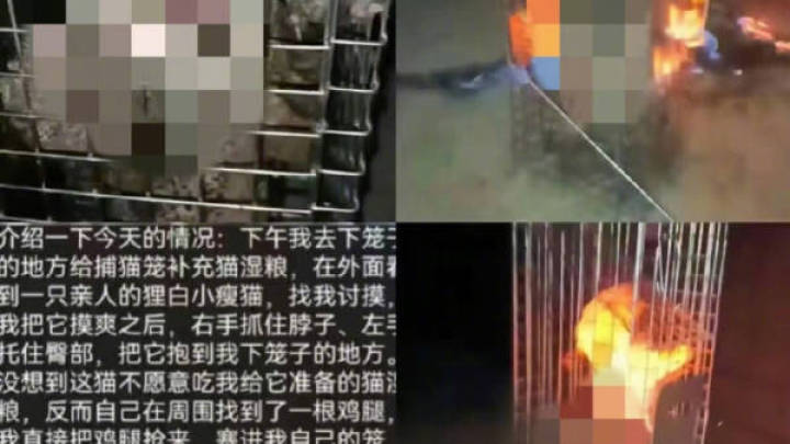 河南发布虐猫视频的学生被开除学籍,你怎么看?