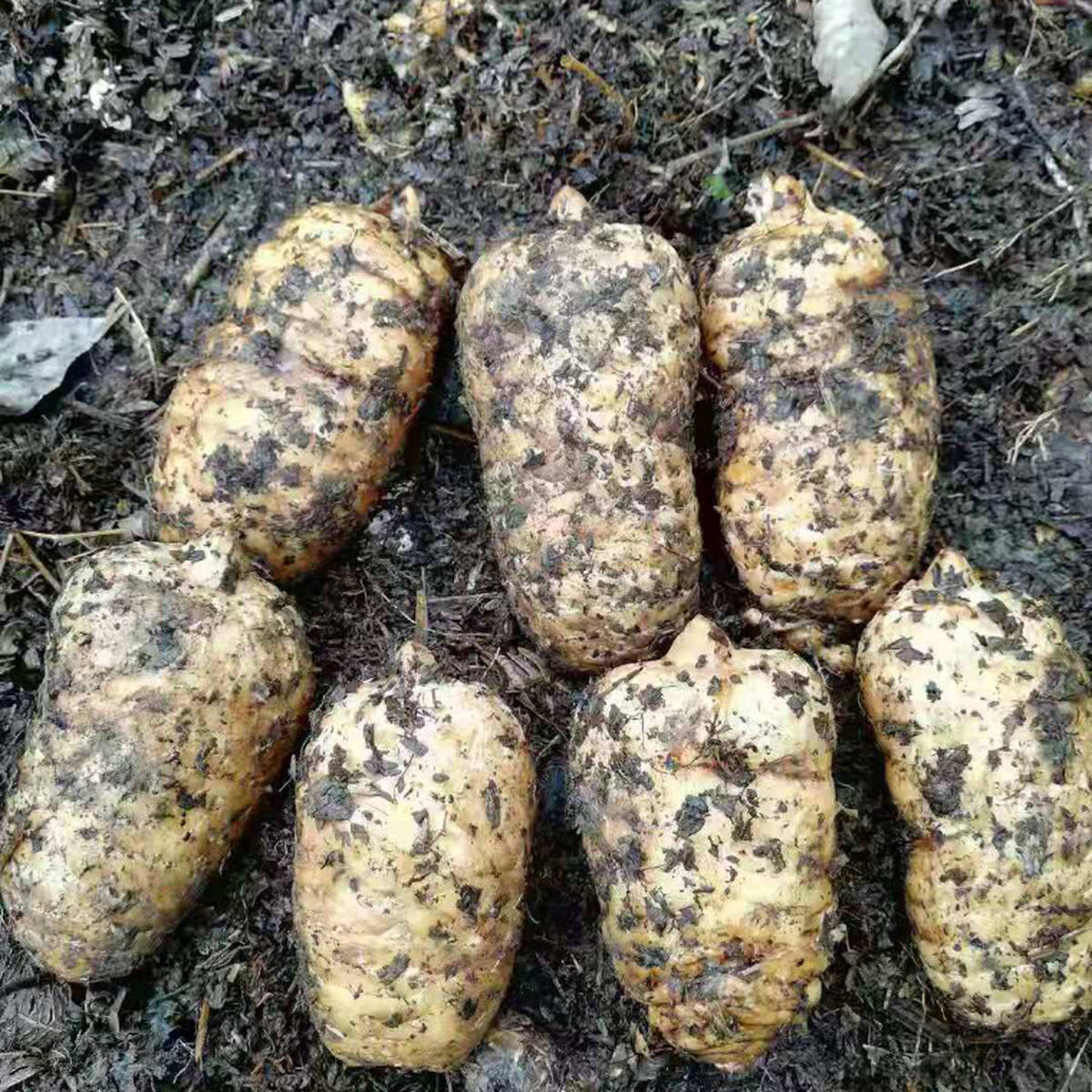 江西创泽文化传媒有限公司——云南新鲜天麻