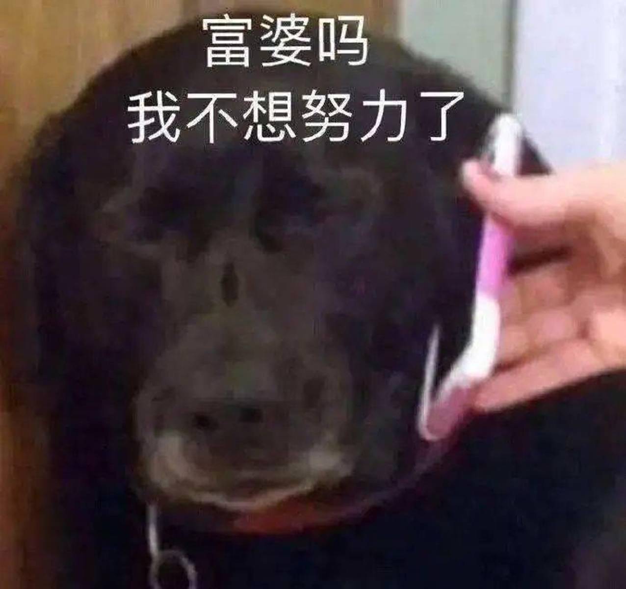[全国富婆通讯录] 我不想努力了！