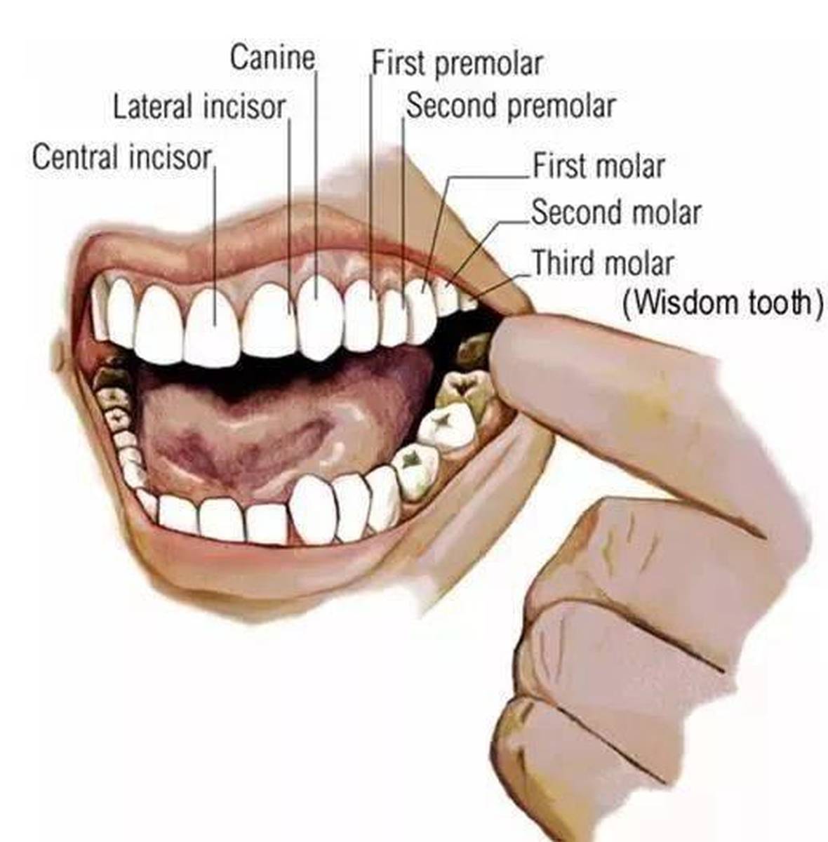 医学英语口译练习：牙齿（整理了术语表）