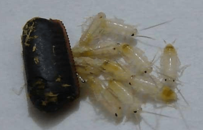 可以用开水直接浇灌各处的缝隙和角落,杀死隐藏在其中的蟑螂和卵鞘