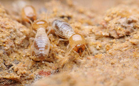 探索白蚁对仓库的危害及防治技术