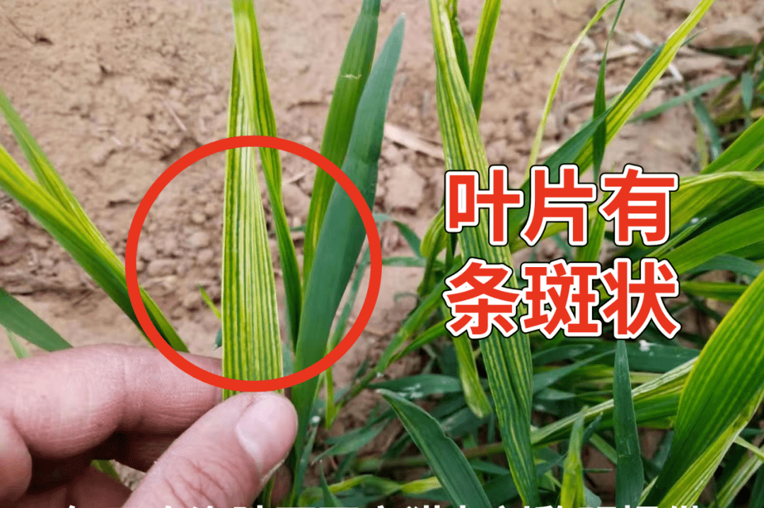 小心!近期小麦频繁发黄,这两大原因最容易被忽略