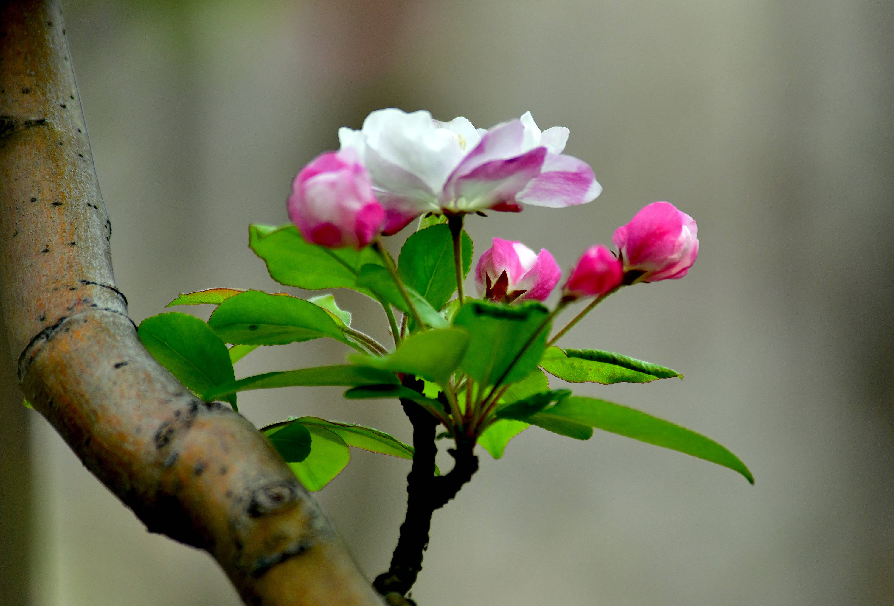 玉棠富贵海棠花