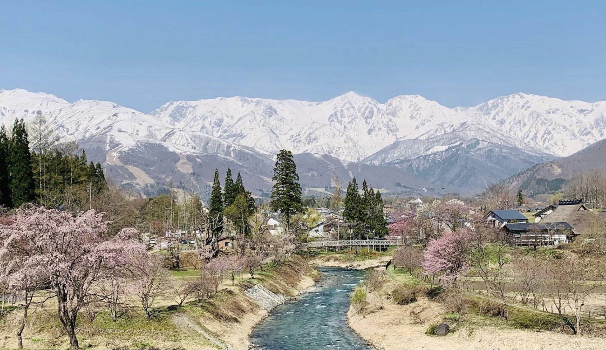 雪山与樱花日本长野白马村迎来春季高光时刻