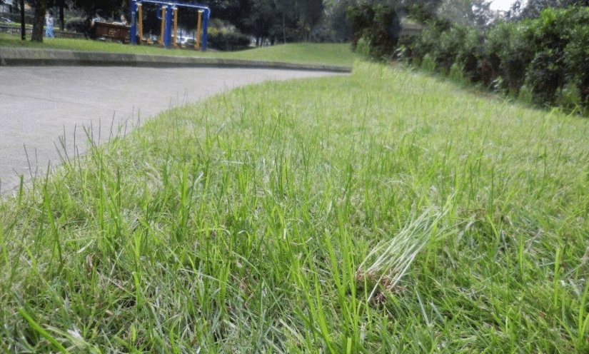 草坪常见杂草【图谱】草坪除草方法及防除技术