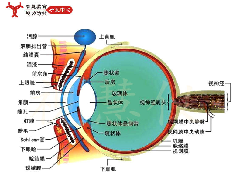 视力防控研发中心科普知识眼睛的结构