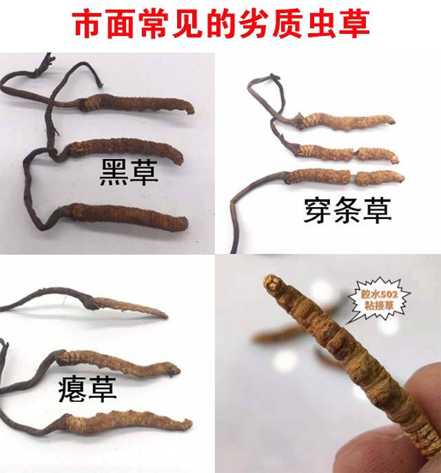 冬虫夏草辨别方法,学会后不被骗!_四川