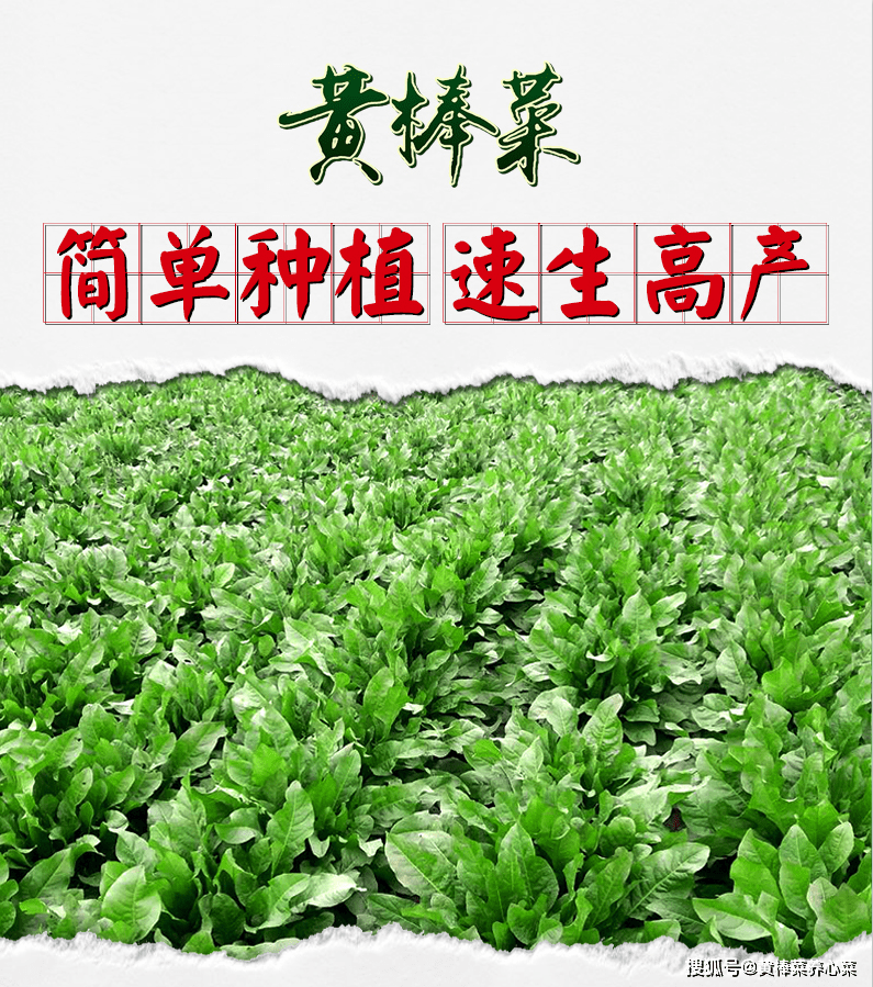 黄棒菜营养丰富,用途广泛,一次种植,常年受益