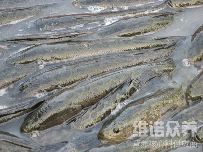 黑鱼在养殖户中是一种比较常见的食用鱼,它不仅含肉量高,其营养丰富