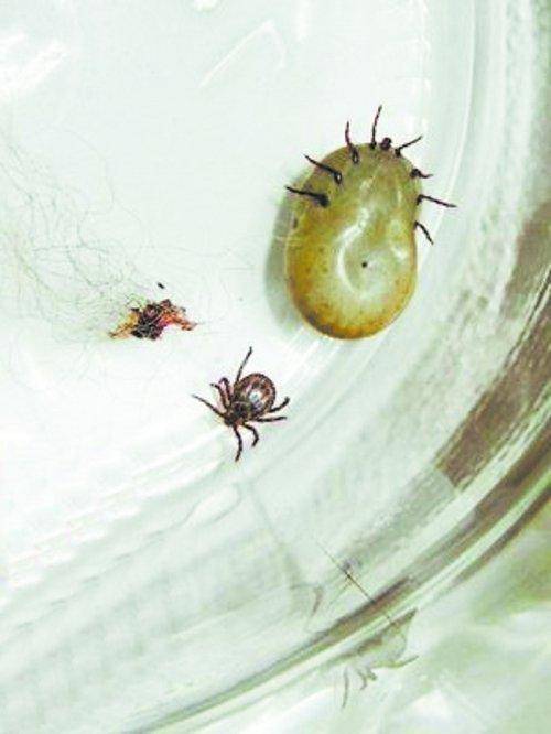 家里床上有蜱虫怎么办,怎么有效的彻底的消灭蜱虫