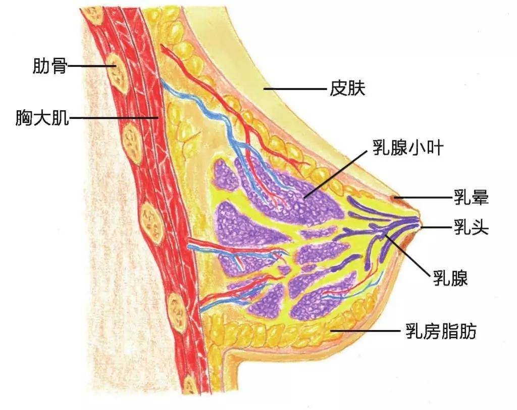 乳房的正常发育,你知道多少