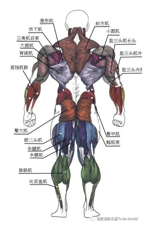 人体肌肉分布及肌群分类