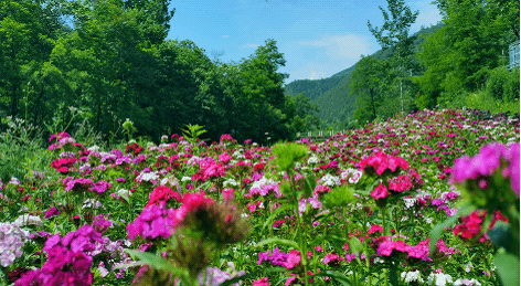 最美在渭滨上川花正艳山深水幽处悄然现芳华