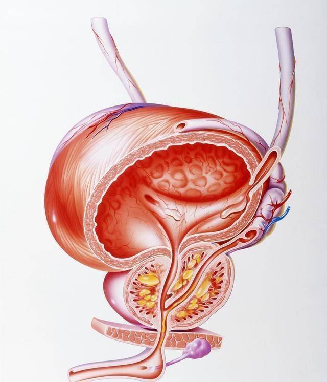 前列腺炎8大最佳调节法则一般很少人能坚持坚持的人都恢复健康了