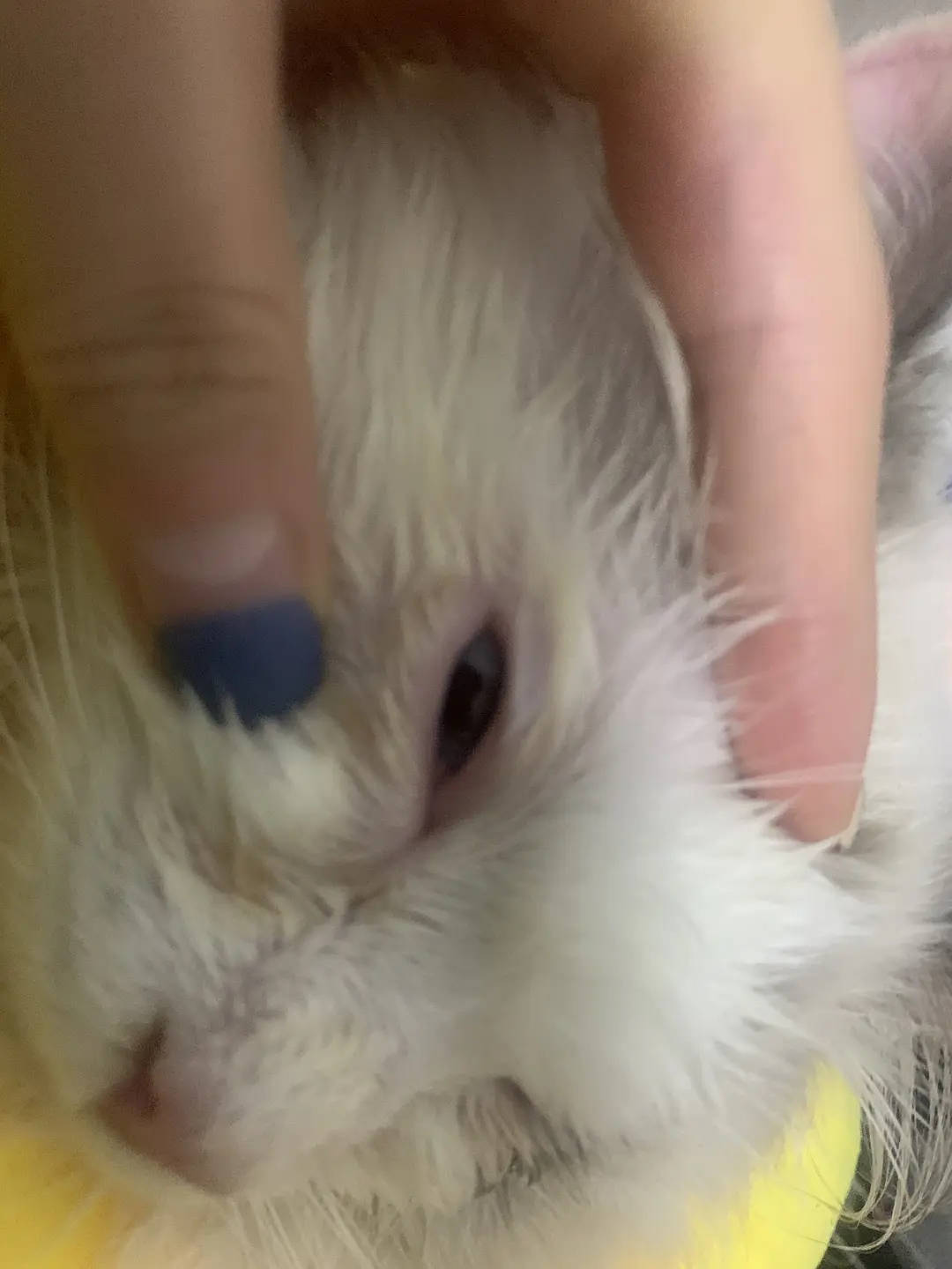 猫咪发烧,打喷嚏,流眼泪,很有可能是猫鼻支!