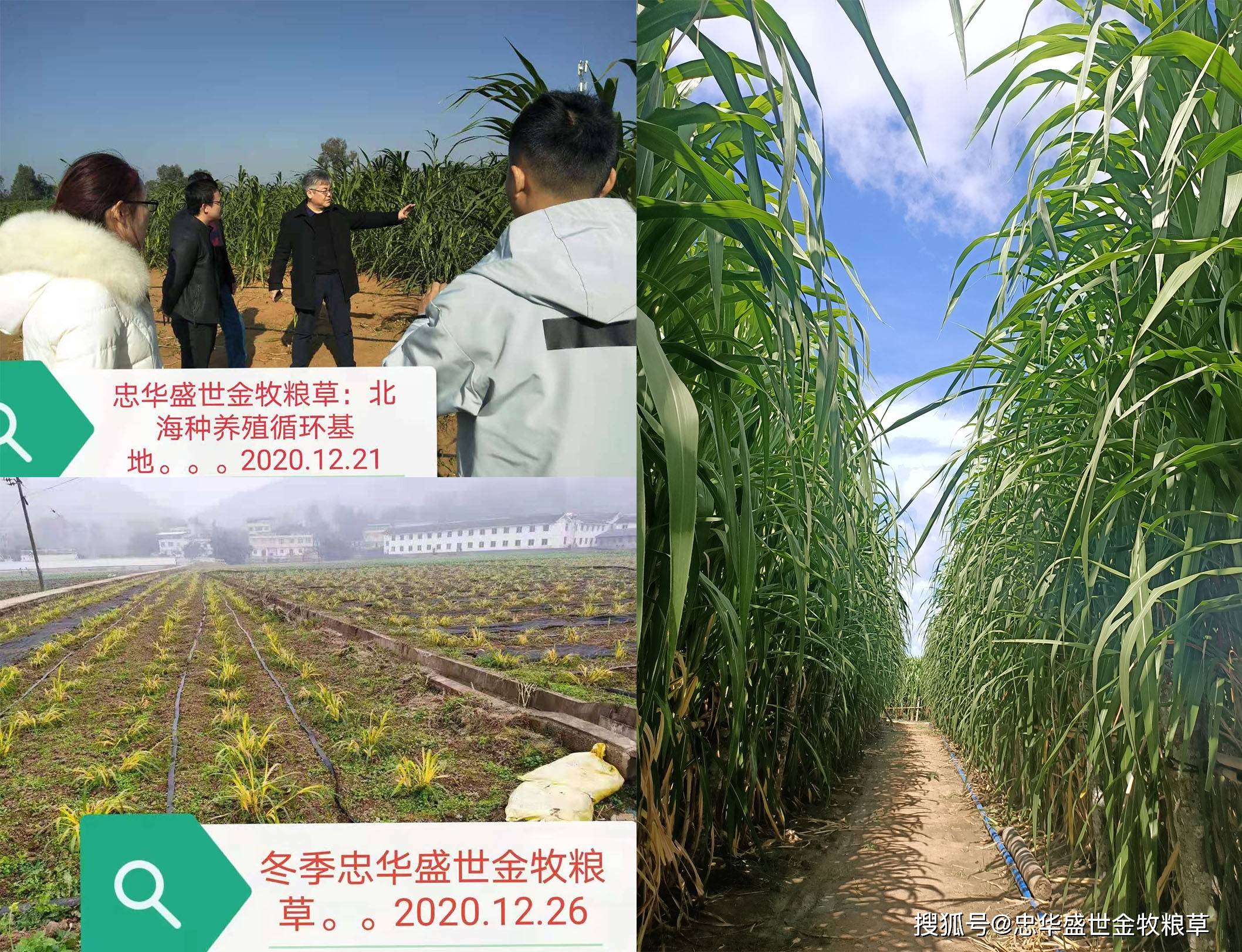 09-10 08:54来源 忠华盛世天牧良草