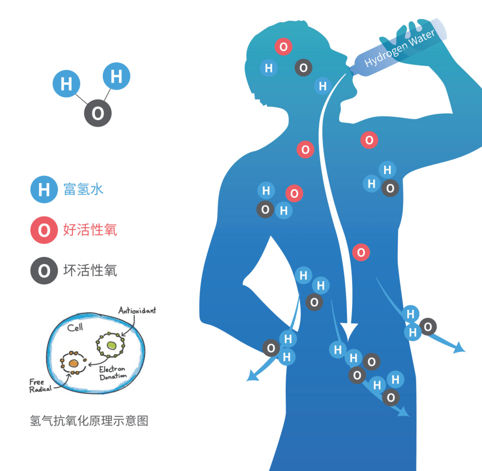 喝氢水的时候,氢气可以从消化道被吸收吗?证明吸收的?