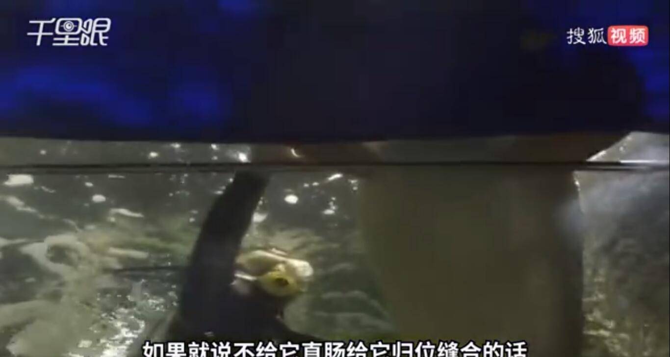 3米长鲨鱼排便过猛致脱肛