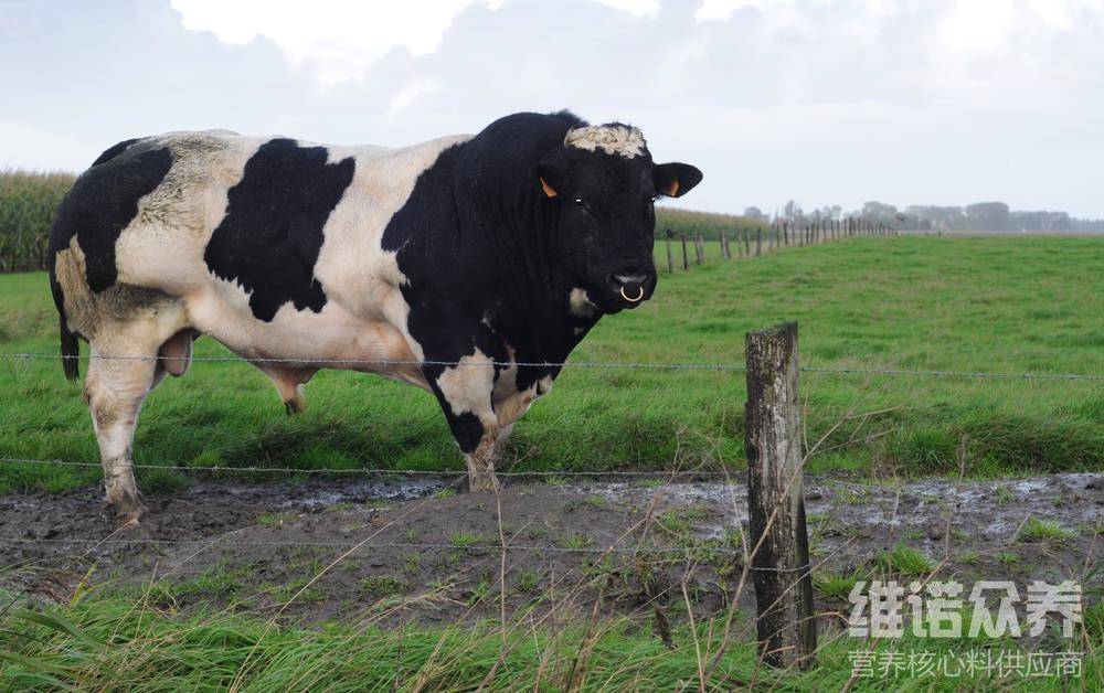 黑白花奶牛的饲料配方是什么,黑白花牛核心料育肥
