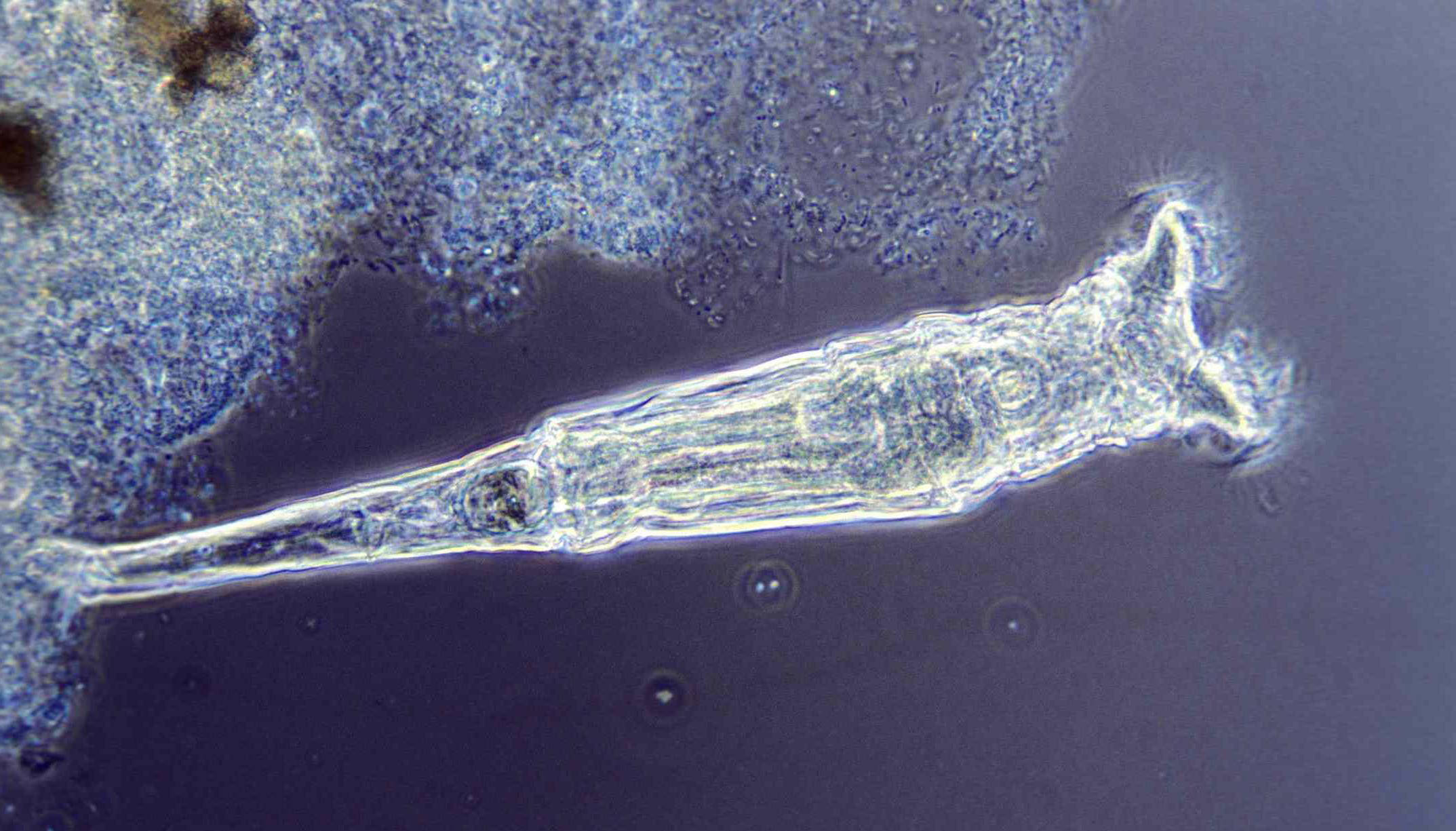 永久冻土层科学家复活远古轮虫