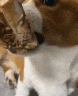 都欢……这哪是缺钙啊,这明明是缺顿毒打……同样的还有下面的小泰迪