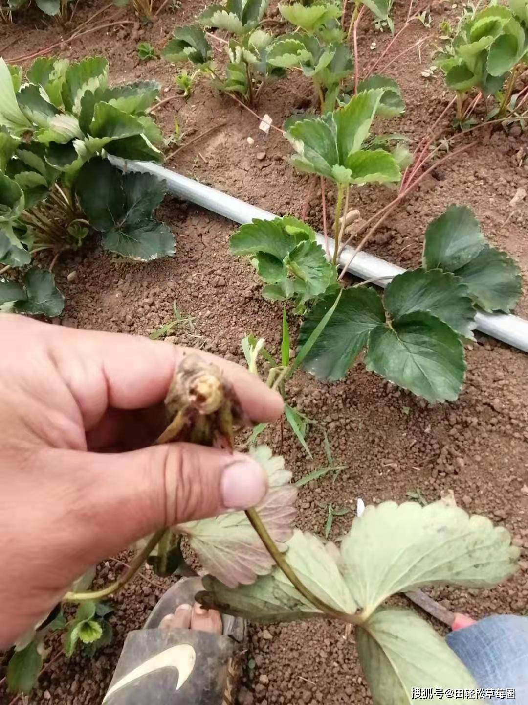 草莓苗种植技术草莓苗几月份种植怎么种植成活率高?