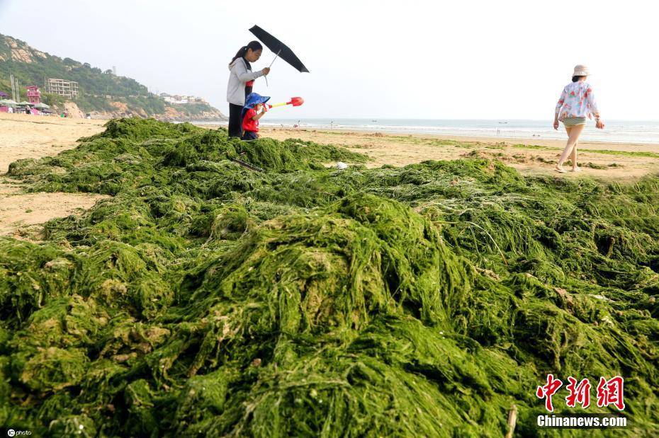 山东青岛迎最大规模浒苔侵袭