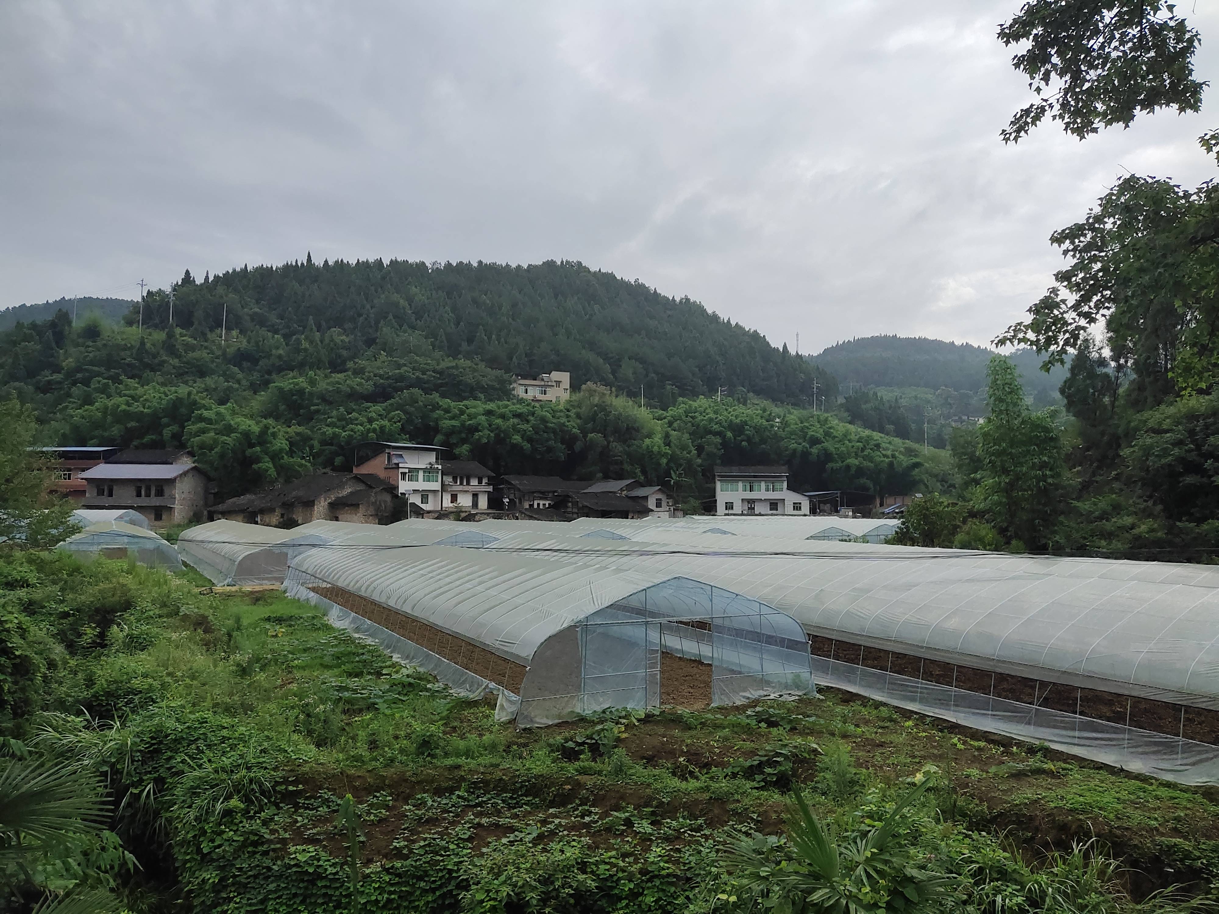 重庆理工大学理学院"三下乡"走进柳荫镇永兴村调研草莓种植基地