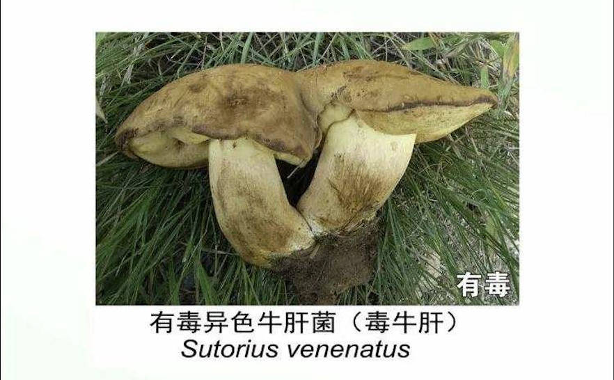 云南有多少有毒野生菌类?戳图了解