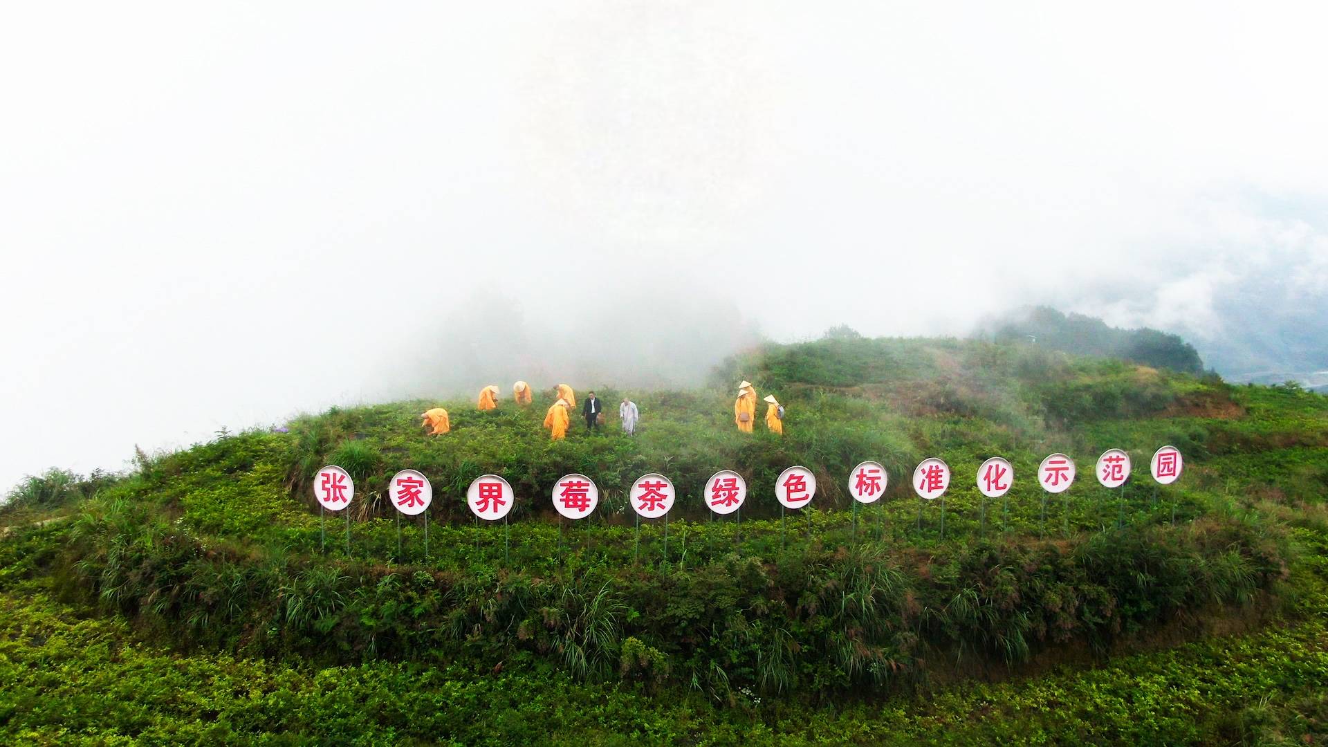 白马山示范化莓茶种植基地