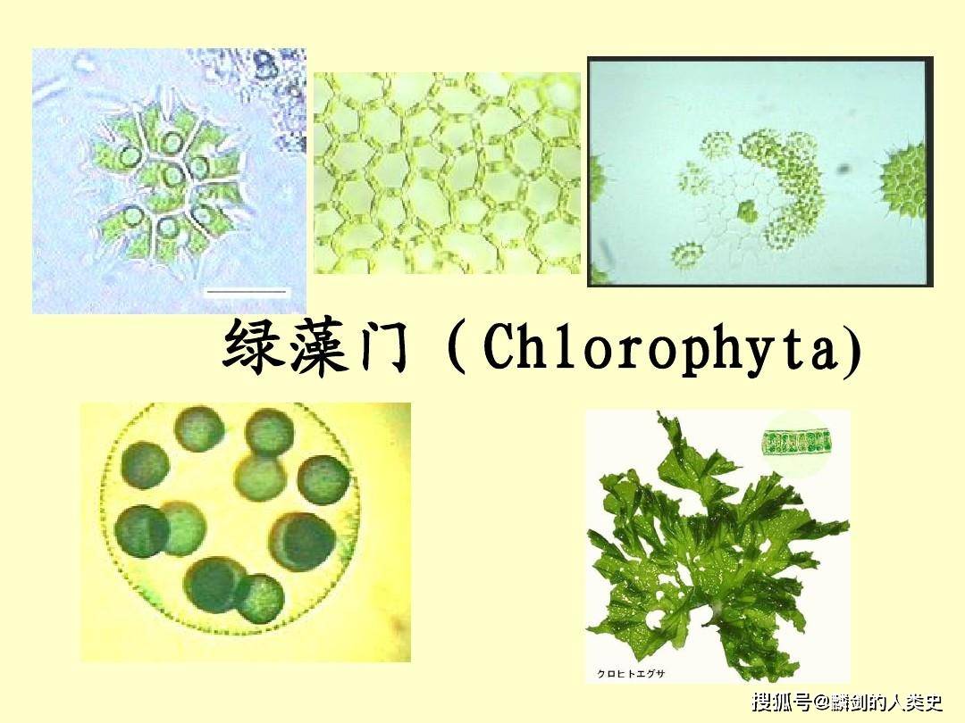 四爿藻纲(chlorodendrophyceae massjuk) 绿藻纲(chlorophyceae