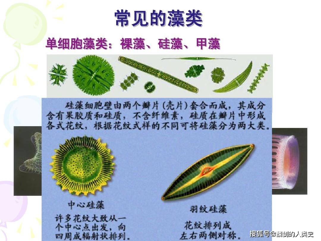 单细胞藻类 单细胞藻类指的是无胚,自养,以孢子进行繁殖的低等植物.
