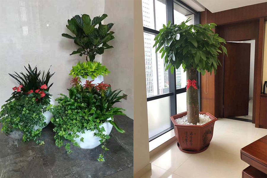 广州植物租赁公司花卉绿植租摆方案,优化证券公司办公室空间环境