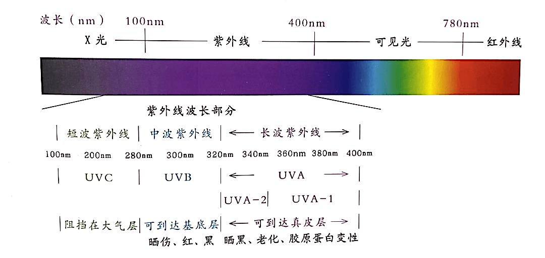 认识紫外线 紫外线根据波长可划分为 uva(紫外线a,波长400nm~320nm