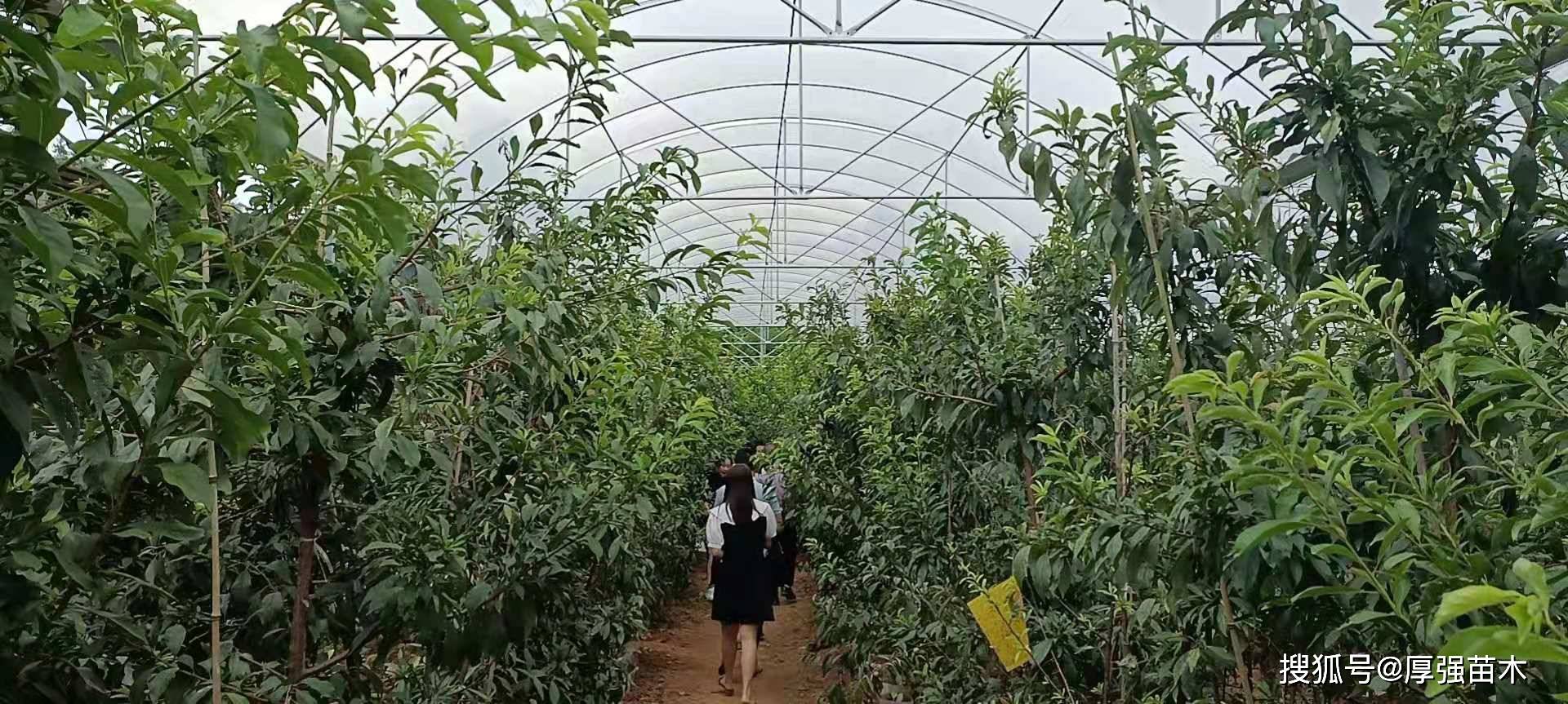 重庆铜梁客户到厚强果苗基地考察新品种晚熟蜜脆李