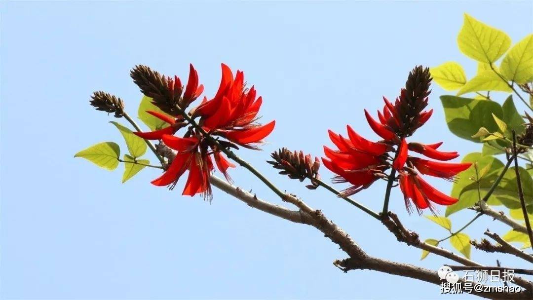 泉州市花刺桐花