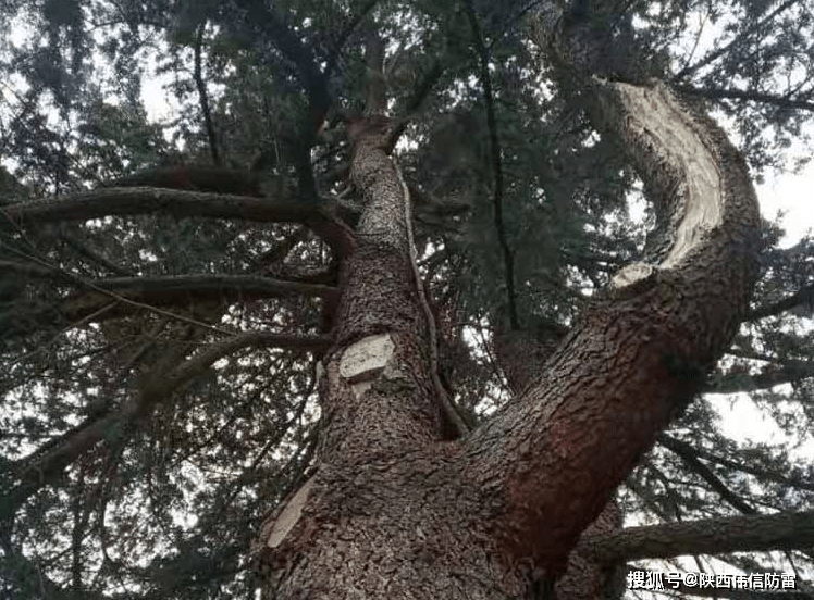 古树名木防雷专用避雷针安装要求