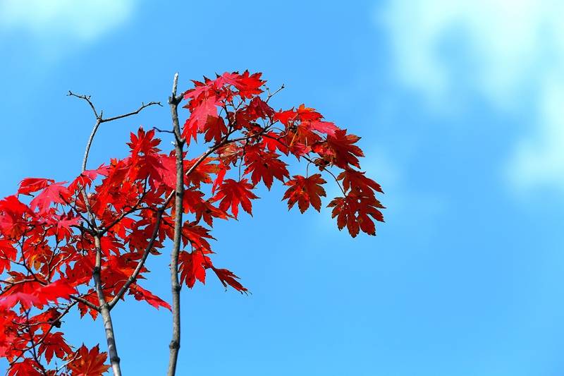 枫叶红了!东北这处知名的赏枫胜地,已进入观赏期_本溪