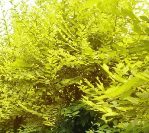 北方园林黄叶树种佳选中华金叶榆植物非试管高效快繁技术快繁中华金叶