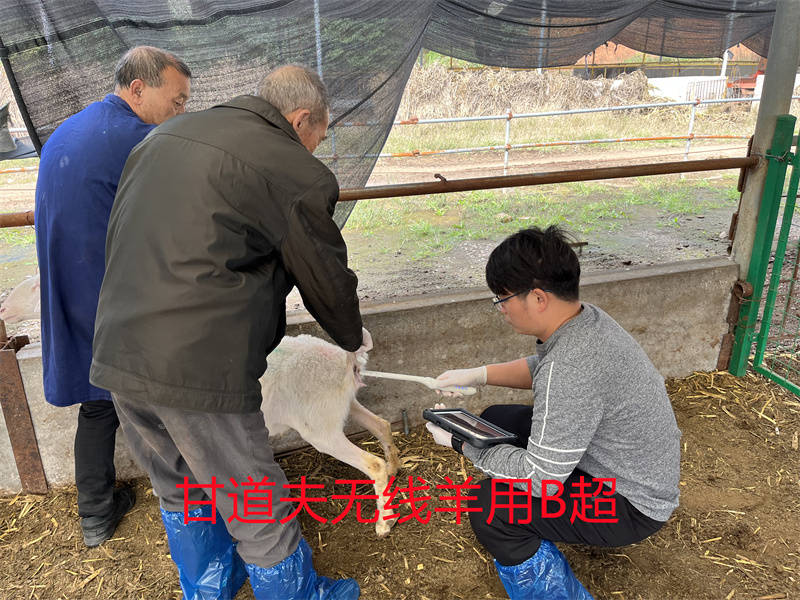 母羊品种母羊多胎性遗传力很强,绵羊排卵2～6个,多的达9个;山羊2～6个