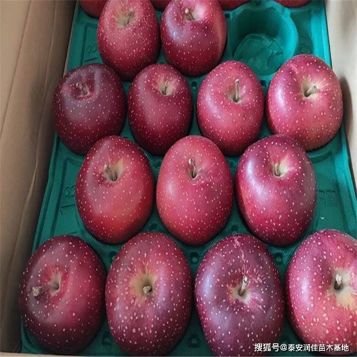 千雪苹果苗哪里有