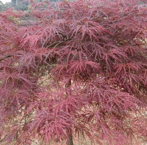 来自日本的珍稀园林观赏枫树植物非试管高效快繁羽毛枫