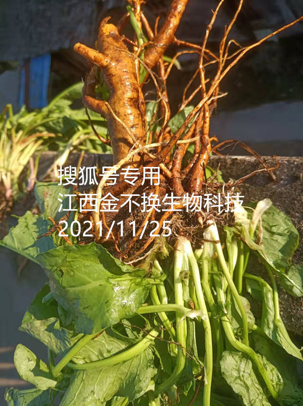 土大黄,多种皮肤病克星〔黅钚焕堂谈野生中草药37