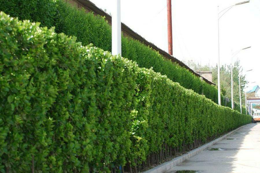 厂区绿化的先锋树种—法国冬青可用植物非试管高效快繁技术快繁
