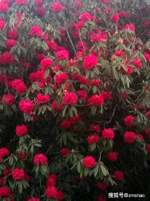 贵州毕节杜鹃花开满山坡